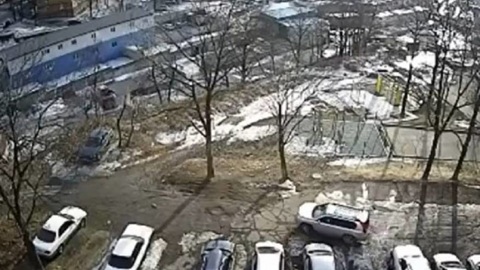 В Приморье девушка спасла ребенка от стаи бродячих собак
