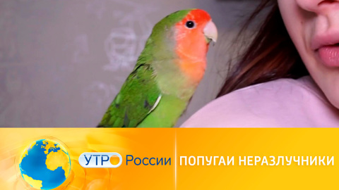 Попугаи-неразлучники: особенности породы и уход за птицами