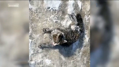 Спасатели реанимировали кошку, пострадавшую при пожаре