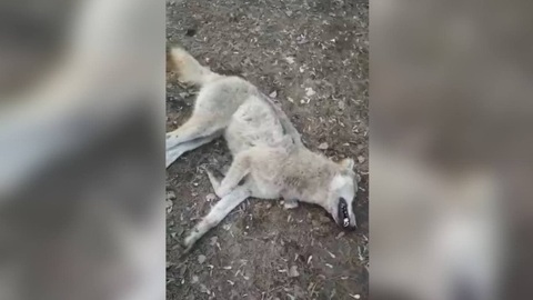 Напавшая на борисоглебца волчица оказалась бешеной