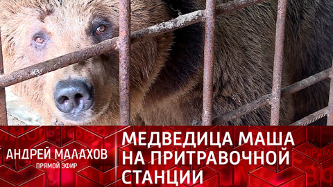 Судьба медведицы Маши на притравочной станции рассорила охотников и зоозащитников