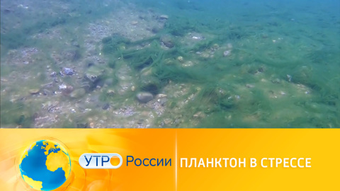 Планктон в стрессе: подводные обитатели Байкала страдают от бытовой химии