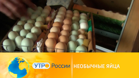 В Смоленской области куры несут зеленые яйца
