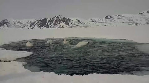 Белухи, застрявшие во льдах на Чукотке, благополучно пережили зиму