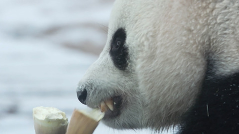 Звери Москвы: медведи