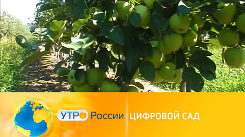 Цифровые сады: богатый урожай, дроны и паспорт для деревьев