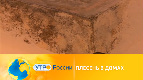Плесень в домах: как с ней бороться