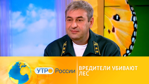 Спасти лес: деревья по всей стране гибнут от вредителей