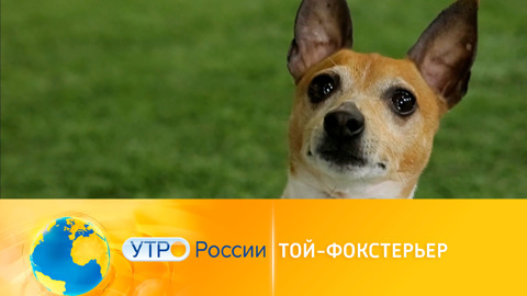 Той-фокстерьер: интересное о породе