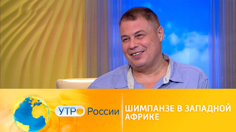 Интересные факты о шимпанзе