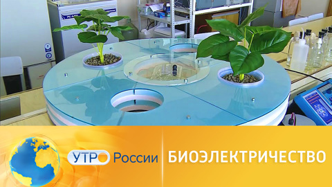 Ученые сделали газон источником электричества