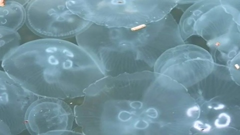 Большое количество медуз появилось в прибрежной зоне Азовского моря