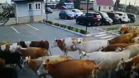 В Абакане коровы сбежали от фермера и заняли парковку возле аэропорта