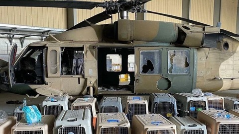 Военные США не бросали в Кабуле служебных собак