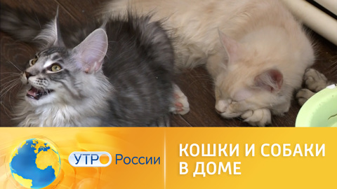 Депутаты хотят ограничить максимальное число питомцев, которых разрешено держать дома
