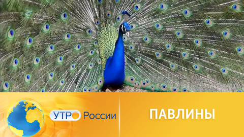 Индийских павлинов разводят в приморских морозах