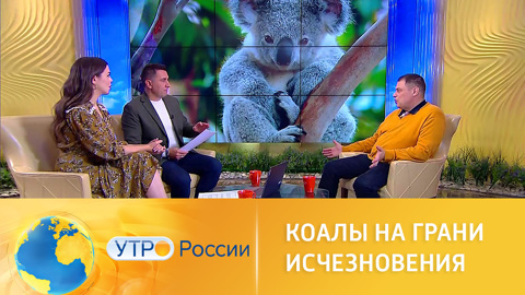 Коалы оказались на грани исчезновения