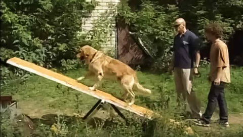 Кинолог