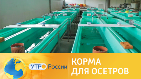 Эксперты рассказали, чем кормить осетровых рыб