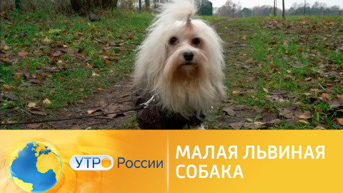 Малые львиные собаки: для чего их заводят в наши дни