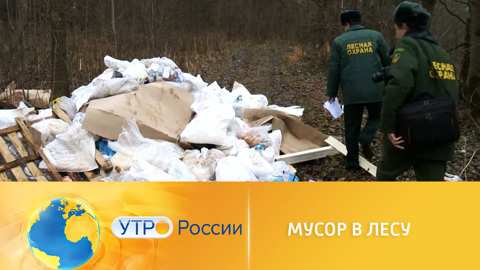Мусор в лесу: как с ним бороться