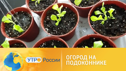 Огород на подоконнике
