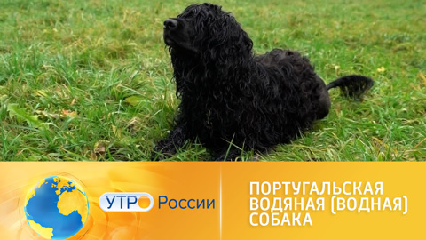 Португальская водяная собака: особенности породы