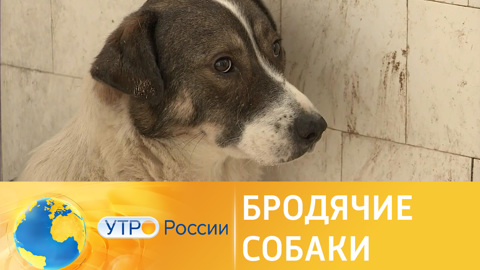 Проблема бродяких собак в городе