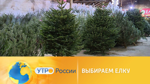 Как правильно выбрать елку к Новому году