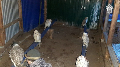 На Камчатке поймали охотников за кречетами