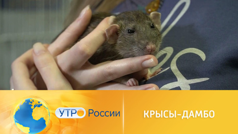 Крысы-дамбо