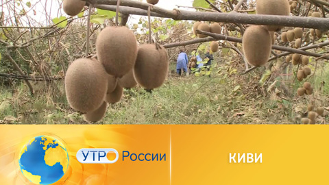 В Сочи поспел урожай киви