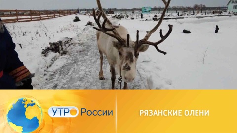 Северные олени прижились у рязанских фермеров
