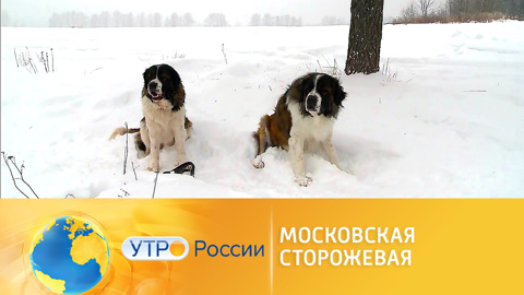 Как правильно содержать собаку породы московская сторожевая
