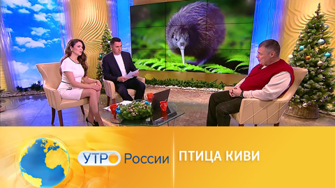 Иван Затевахин рассказал, чем интересны птицы киви