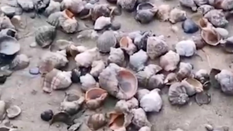 На пляж вблизи Сочи выбросило тысячи рапанов