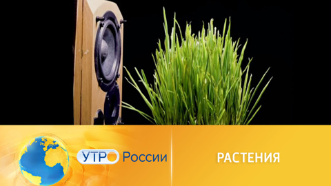 Зеленые друзья: живые растения вместо домашних животных