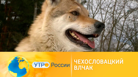 Чехословацкий влчак: все о собаке с внешностью волка