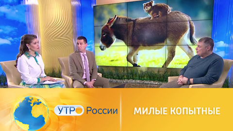 Интересные факты об ослах