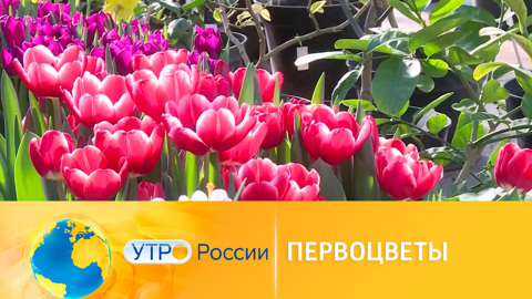В ботаническом саду Волгограда распустились первоцветы