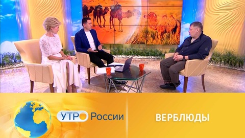 Иван Затевахин поделился любопытными сведениями о верблюдах