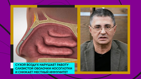 Мясников показал, чем еловая шишка может быть полезна при ковиде