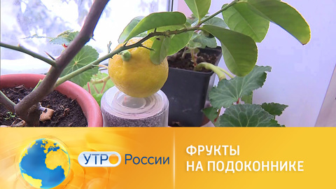 Секреты выращивания фруктов на подоконнике