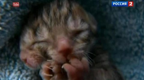 Двухголовый котенок, лицо будущего, плащ-невидимка