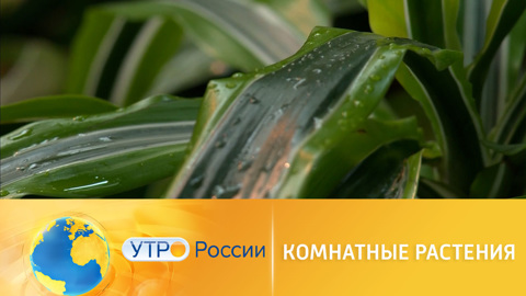 Польза комнатных растений