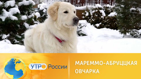 Мареммо-абруццкая овчарка: плюсы и минусы породы