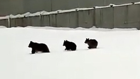 В Сочи были замечены медведица с медвежатами