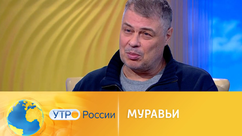 На что способны муравьи