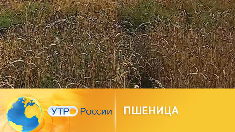 Модернизированная пшеница