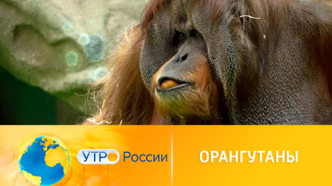 Как живут орангутаны в Московском зоопарке